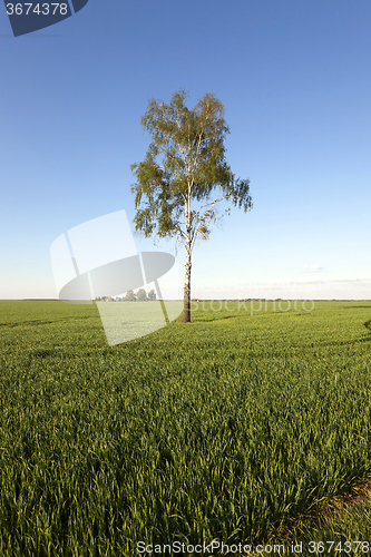 Image of tree in the field  