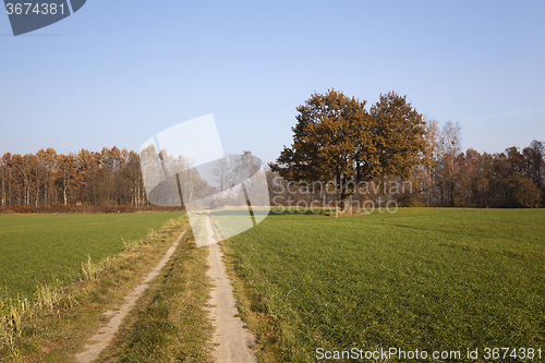 Image of  Rural Dirt road. 