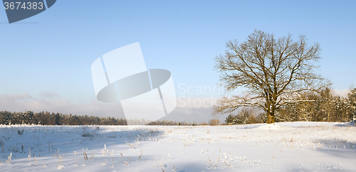 Image of lonely tree .  snow.