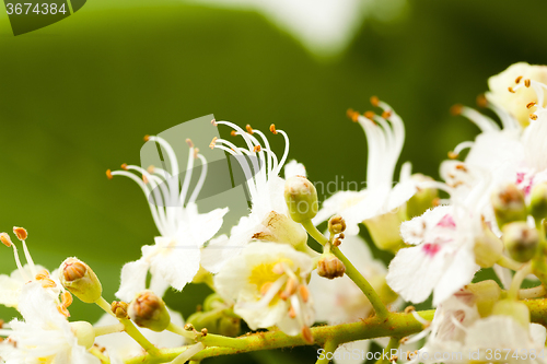 Image of blooming chestnut . close-up  