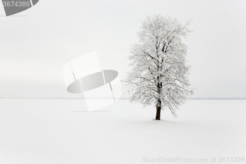 Image of tree in the field 