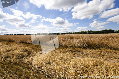 Image of harvesting cereals  . Agriculture