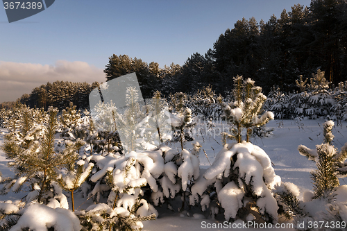 Image of pine trees in winter 