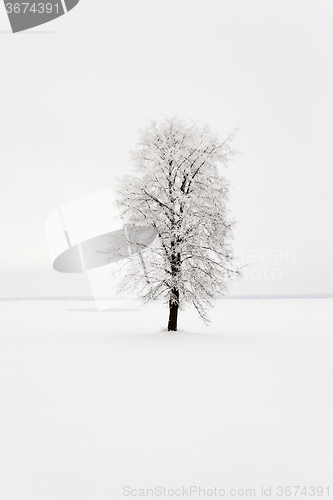 Image of lonely tree .  snow.