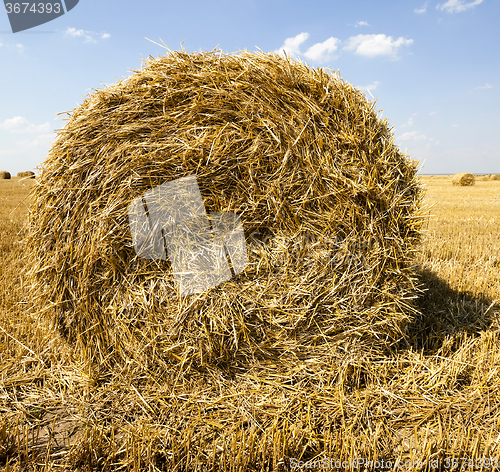 Image of haystacks straw  . summer