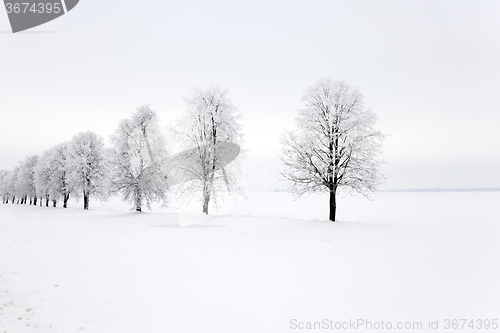 Image of   trees in the park 