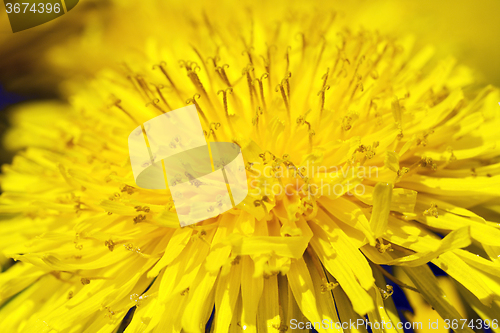 Image of   close up flowers  dandelions
