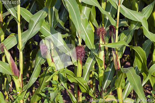 Image of  close up. immature corn