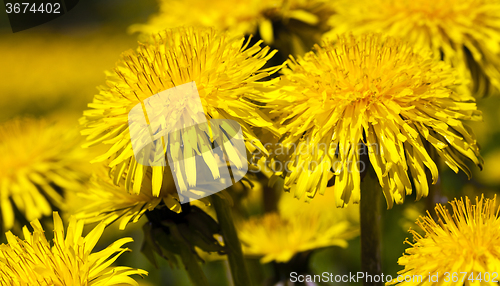 Image of   close up flowers  dandelions