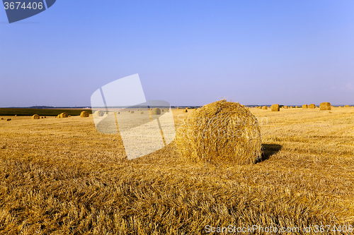 Image of haystacks straw  . summer