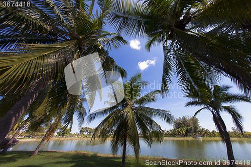 Image of Palm Trees in Park