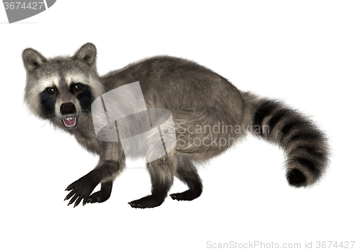 Image of Raccoon on White