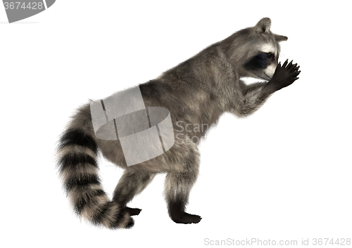 Image of Raccoon on White