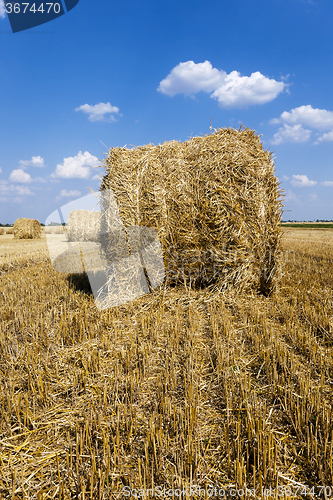 Image of  agricultural field .  harvesting  