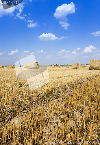 Image of haystacks straw   summer