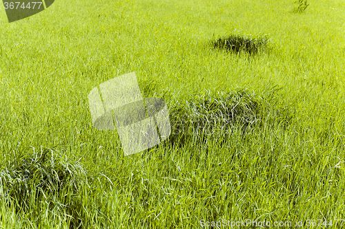 Image of immature cereals . wheat