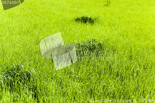 Image of immature cereals . wheat