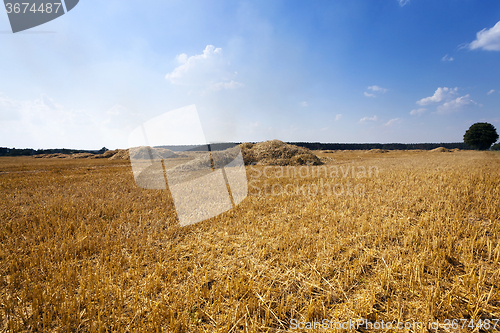 Image of harvesting cereals.  field 