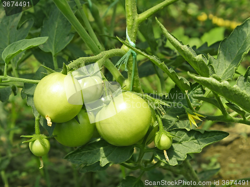 Image of Green tomatoes in greenhouse