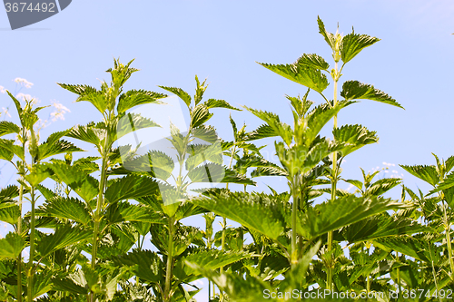 Image of Stinging nettle young plants