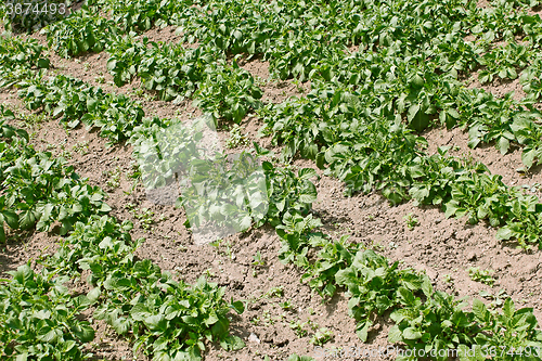 Image of Potato rows in garden