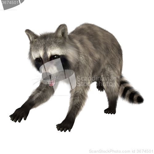 Image of Raccoon on White