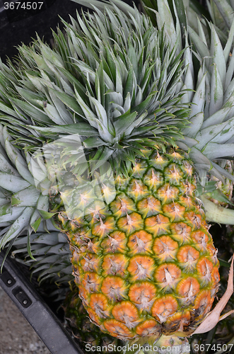 Image of Pineapple tropical fruit 