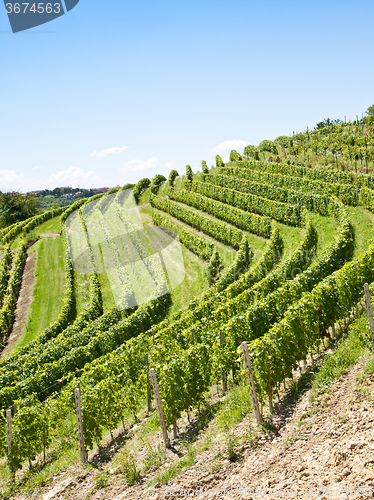 Image of Italy - Piedmont region. Barbera vineyard