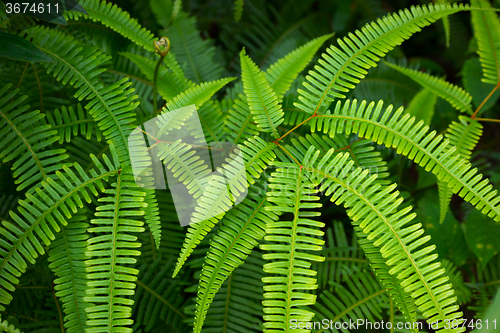 Image of Lush green fish bone fern