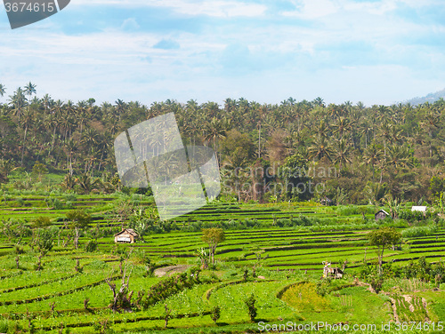 Image of Teraced Agricultural Fields in Asia