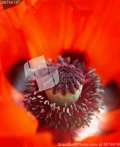 Image of Close up of a vivid red poppy stamen