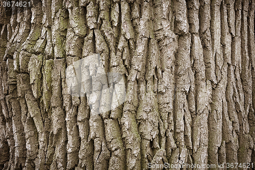 Image of Close up of a tree trunk background