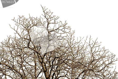 Image of  Leafless tree against a cloudless sky