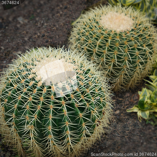 Image of Oreocereus cactus; spiny and beautiful; needle sharp spikes.