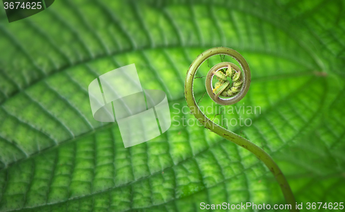 Image of Young tropical spiral fern close-up