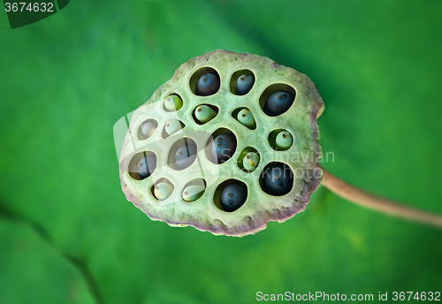 Image of Close up of Lotus seeds in their pod