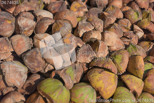 Image of Pile of broken coconut husks