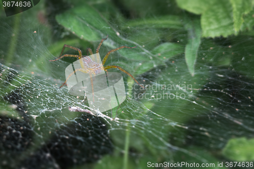 Image of Scary spider lurking in its web