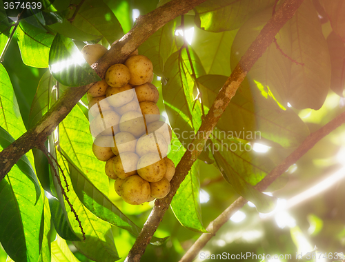 Image of Fresh tropical Longkong fruit from Thailand