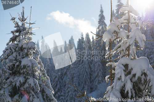 Image of pine tree forest background covered with fresh snow