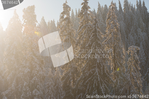 Image of pine tree forest background covered with fresh snow