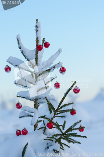 Image of christmas balls on pine tree