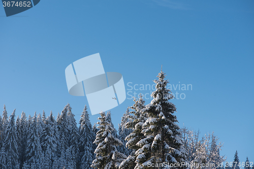 Image of pine tree forest background covered with fresh snow