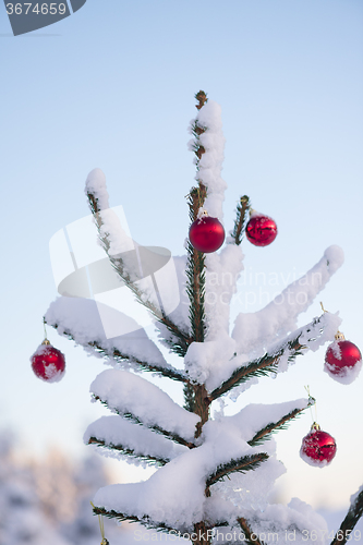 Image of christmas balls on pine tree