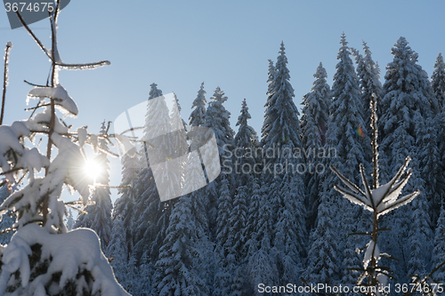 Image of pine tree forest background covered with fresh snow