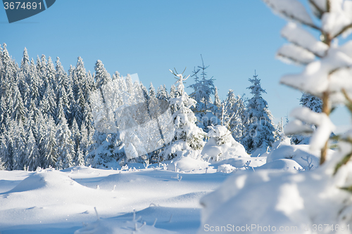 Image of pine tree forest background covered with fresh snow