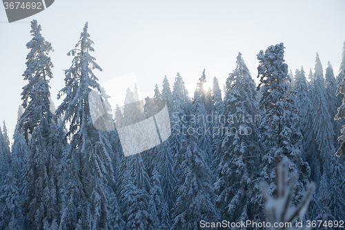 Image of pine tree forest background covered with fresh snow