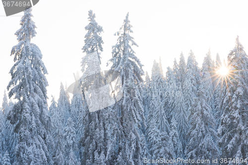 Image of pine tree forest background covered with fresh snow