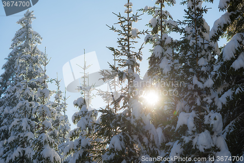 Image of pine tree forest background covered with fresh snow