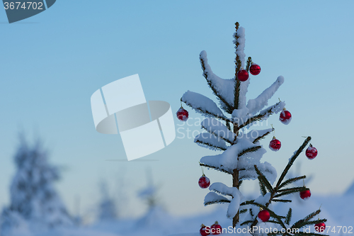 Image of christmas balls on pine tree